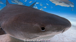 Tiger shark close up.  Tiger Beach, Bahamas. by Steve Kathrein 